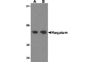 Western blot analysis of Requiem in mouse kidney tissue lysate with Requiem antibody at 1 µg/mL. (DPF2 antibody  (C-Term))