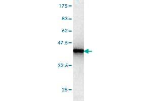Western Blotting (WB) image for anti-High Mobility Group 20B (HMG20B) (AA 1-109) antibody (ABIN564499)