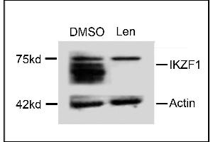 Western blot analysis of extracts from  cells, treated with DMSO or lenalidomide, using rabbit polyclonal IKZF1 Antibody (C-term) (ABIN654180 and ABIN2844035).