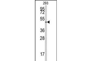 Western blot analysis of anti-E2F1 Antibody  (ABIN391857 and ABIN2841688) in 293 cell line lysates (35 μg/lane). (E2F1 antibody  (AA 310-344))