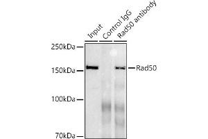Immunoprecipitation analysis of 300 μg extracts of K-562 cells using 3 μg Rad50 antibody (ABIN7269826). (RAD50 antibody)