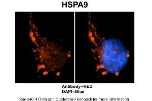 Sample Type :  Human brain stem cells  Primary Antibody Dilution :  1:500  Secondary Antibody :  Goat anti-rabbit Alexa-Fluor 594  Secondary Antibody Dilution :  1:1000  Color/Signal Descriptions :  HSPA9: Red DAPI:Blue  Gene Name :  HSPA9  Submitted by :  Dr.