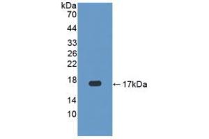 Western blot analysis of recombinant Human CASP3. (Caspase 3 antibody  (AA 29-175))