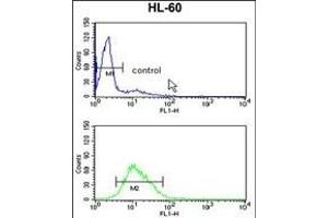 RAN Antibody (N-term) (ABIN390647 and ABIN2840945) flow cytometry analysis of HL-60 cells (bottom histogram) compared to a negative control cell (top histogram). (RAN antibody  (N-Term))