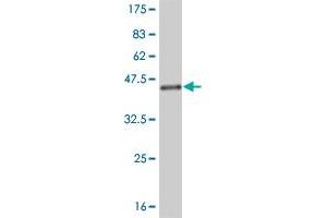 Western Blotting (WB) image for anti-E3 ubiquitin-protein ligase NEDD4-like (NEDD4L) (AA 1-100) antibody (ABIN525093)