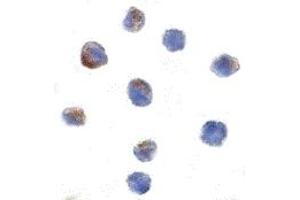 Immunohistochemistry (IHC) image for anti-Cullin 9 (CUL9) (C-Term) antibody (ABIN1030569) (CUL9 antibody  (C-Term))