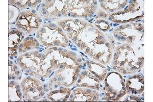 Immunohistochemical staining of paraffin-embedded Human Kidney tissue using anti-SNX9 mouse monoclonal antibody. (SNX9 antibody)