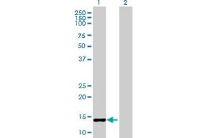 Western Blot analysis of CCNB3 expression in transfected 293T cell line by CCNB3 MaxPab polyclonal antibody. (Cyclin B3 antibody  (AA 1-111))