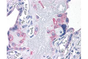 Anti-FNIP2 antibody IHC of human placenta.