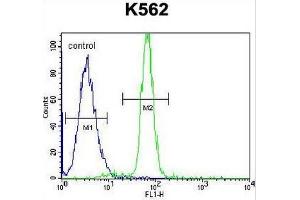 CLIP3 Antibody (C-term) flow cytometric analysis of K562 cells (right histogram) compared to a negative control cell (left histogram).