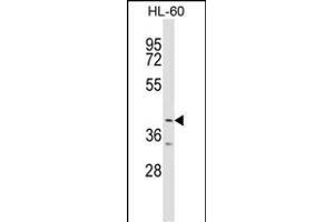ABTB1 Antibody (C-term) (ABIN1537213 and ABIN2848912) western blot analysis in HL-60 cell line lysates (35 μg/lane). (ABTB1 antibody  (C-Term))