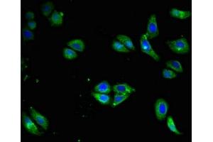 Immunofluorescent analysis of HepG2 cells using ABIN7145141 at dilution of 1:100 and Alexa Fluor 488-congugated AffiniPure Goat Anti-Rabbit IgG(H+L) (CD79a antibody  (AA 70-142))