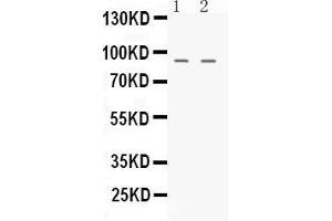 Western blot analysis of NIRF expression in rat testis extract ( Lane 1) and K562 whole cell lysates ( Lane 2). (UHRF2 antibody  (N-Term))