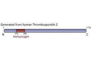 Image no. 1 for anti-Thrombospondin 2 (THBS2) (AA 173-295) antibody (ABIN968394)