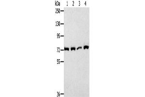 Western Blotting (WB) image for anti-Calpain 1, Large Subunit (CAPNL1) antibody (ABIN2827602) (CAPNL1 antibody)
