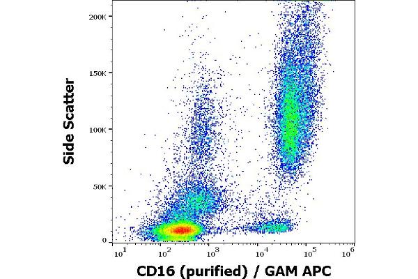 CD16 antibody