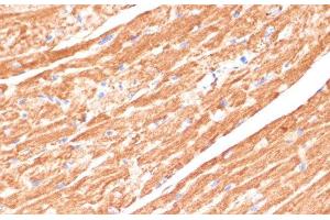 Immunohistochemistry (Paraffin-embedded Sections) (IHC (p)) image for anti-Cytochrome B5 Type A (Microsomal) (CYB5A) antibody (ABIN7261351)