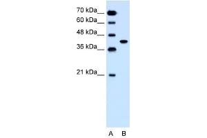 SLC35B1 antibody used at 1. (SLC35B1 antibody  (C-Term))