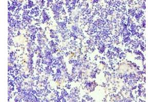Immunohistochemistry of paraffin-embedded human thymus tissue using ABIN7169781 at dilution of 1: 100 (CD84 antibody  (AA 22-225))