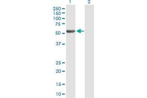 Western Blot analysis of IRX2 expression in transfected 293T cell line by IRX2 MaxPab polyclonal antibody.