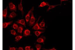 ABIN6268856 staining HepG2 by IF/ICC. (RAGE antibody  (Internal Region))