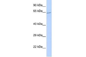 ZNF300 antibody used at 0. (ZNF300 antibody  (N-Term))