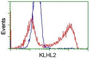 HEK293T cells transfected with either RC205347 overexpress plasmid (Red) or empty vector control plasmid (Blue) were immunostained by anti-KLHL2 antibody (ABIN2453207), and then analyzed by flow cytometry. (KLHL2 antibody  (AA 1-100, AA 494-593))