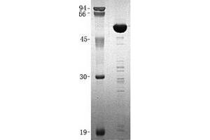 Validation with Western Blot (GTF2B Protein (His tag))
