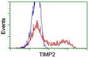 HEK293T cells transfected with either RC209796 overexpress plasmid (Red) or empty vector control plasmid (Blue) were immunostained by anti-TIMP2 antibody (ABIN2455392), and then analyzed by flow cytometry. (TIMP2 antibody)