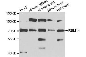 Western blot analysis of extracts of various cell lines, using RBM14 antibody (ABIN5972478) at 1/1000 dilution. (RBM14 antibody)