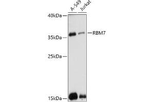 Western blot analysis of extracts of various cell lines, using RBM7 antibody (ABIN7270088) at 1:1000 dilution. (RBM7 antibody  (AA 1-266))