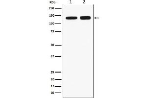 Western blot analysis of RNF40 expression in (1) HeLa cell lysate, (2) RAW264.