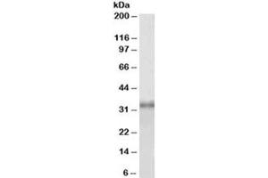Western blot testing of HEK293 lysate with Fibrillarin antibody at 1ug/ml. (Fibrillarin antibody)
