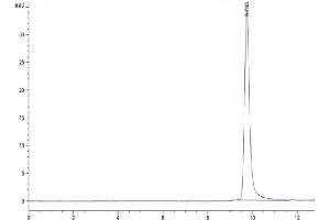 The purity of Human PRL-1 is greater than 95 % as determined by SEC-HPLC.