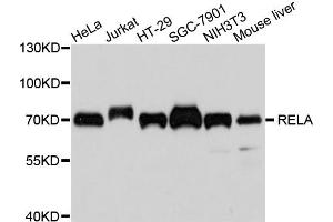 Western blot analysis of extracts of various cell lines, using RELA antibody (ABIN5996868) at 1/1000 dilution. (NF-kB p65 antibody)