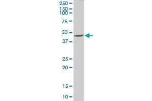 FBXL17 MaxPab polyclonal antibody. (FBXL17 antibody  (AA 1-369))