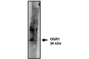 Image no. 1 for anti-G Protein-Coupled Receptor 68 (GPR68) antibody (ABIN265065) (GPR68 antibody)