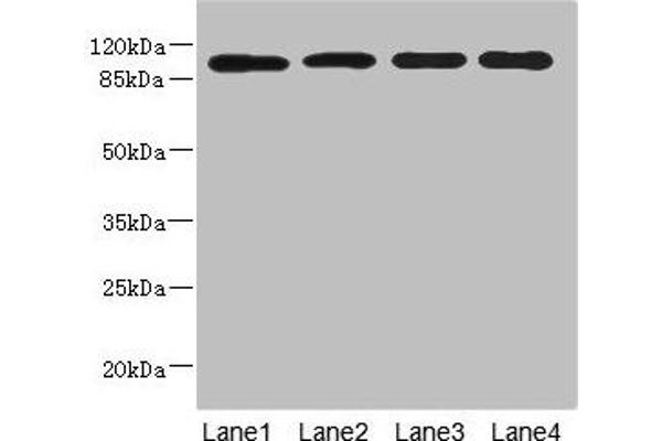 USP26 antibody  (AA 664-913)