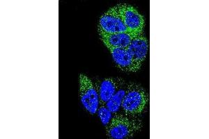 Confocal immunofluorescent analysis ofHNF4 alpha / TCF14 Antibody (N-term) Cat. (HNF4A antibody  (N-Term))