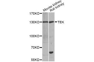 Western blot analysis of extracts of various cell lines, using TEK antibody (ABIN5974350) at 1/1000 dilution. (TEK antibody)