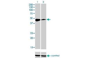 Western blot analysis of TFAP2A over-expressed 293 cell line, cotransfected with TFAP2A Validated Chimera RNAi (Lane 2) or non-transfected control (Lane 1). (TFAP2A antibody  (AA 99-205))