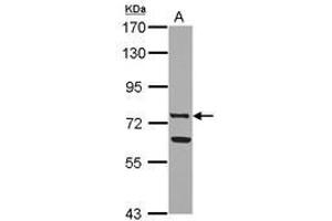 Image no. 2 for anti-Lactotransferrin (LTF) (AA 98-412) antibody (ABIN1499234)