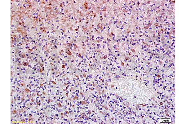 ZMAT3 antibody  (AA 201-288)