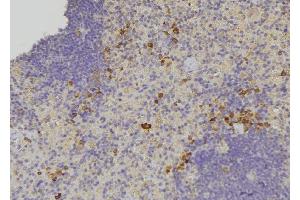 ABIN6278656 at 1/100 staining Human lymph node tissue by IHC-P. (OXSR1 antibody  (pThr185))