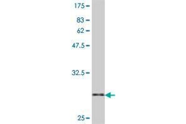 Selenoprotein K antibody  (AA 39-91)