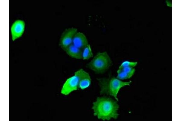 ADAMTS9 antibody  (AA 1276-1506)