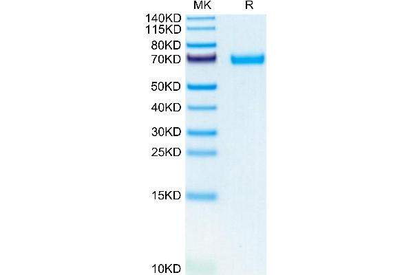 LIF Protein (AA 25-203) (Fc Tag)