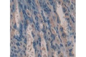 Figure. (Kallikrein 13 antibody  (AA 25-261))