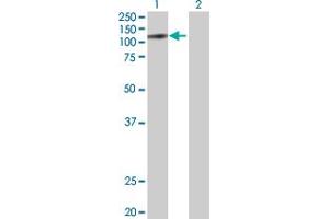 Western Blot analysis of ZKSCAN5 expression in transfected 293T cell line by ZKSCAN5 MaxPab polyclonal antibody.