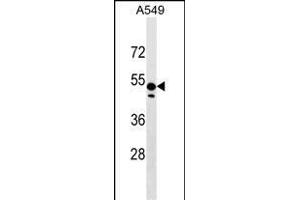 ZN Antibody (Center) (ABIN1538174 and ABIN2849456) western blot analysis in A549 cell line lysates (35 μg/lane). (ZNF695 antibody  (AA 244-269))